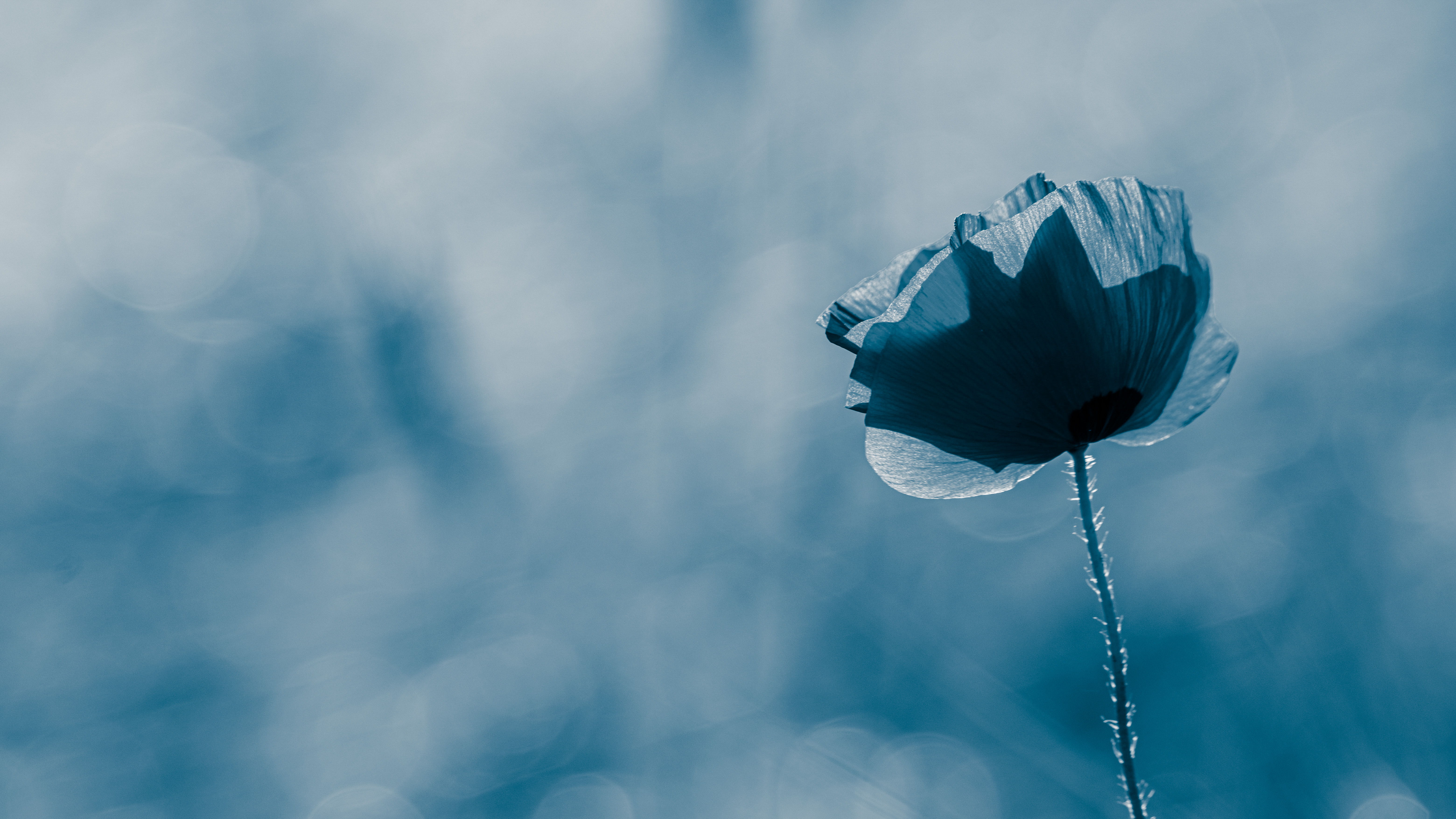 Birget Strahl on Unsplash