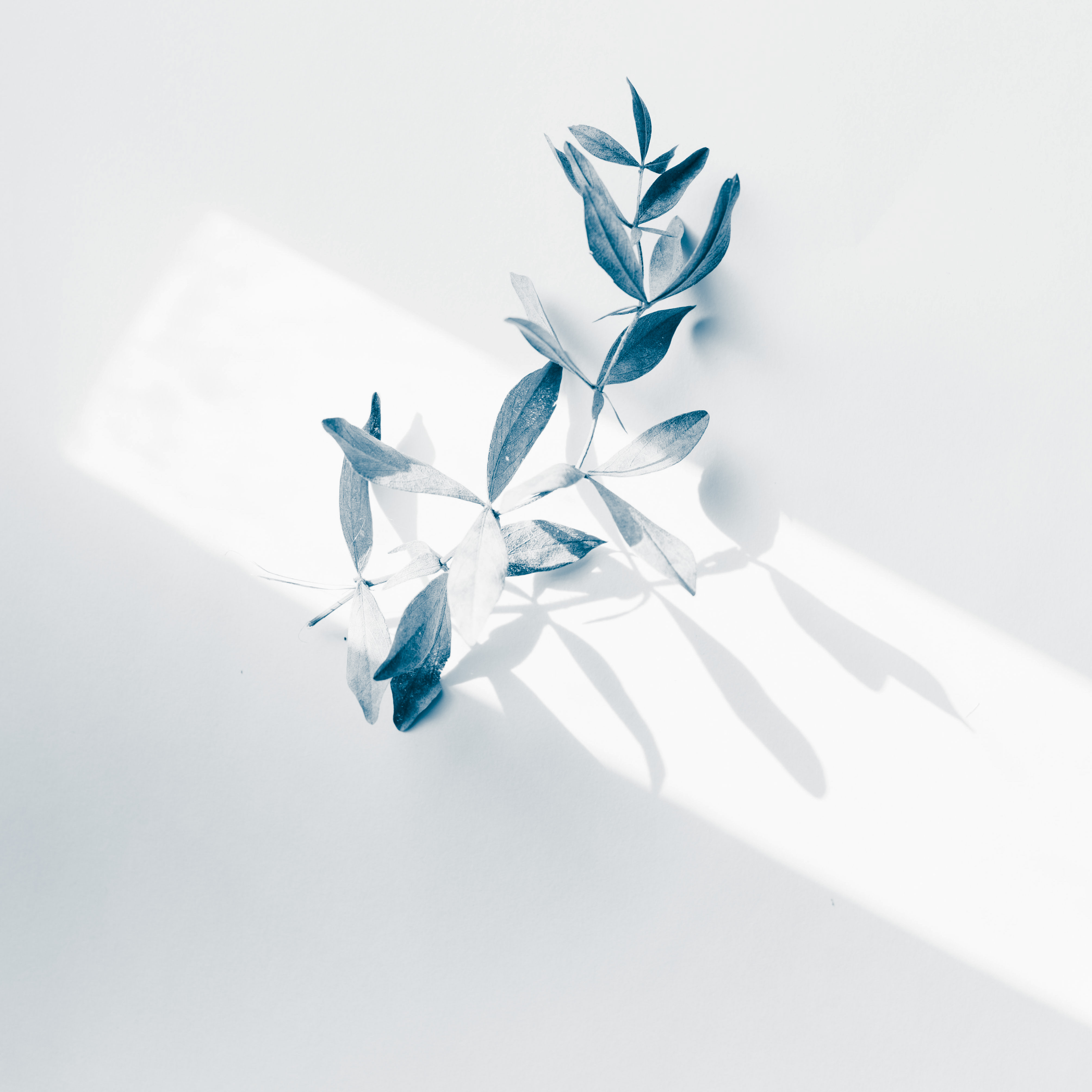 Evie Shaffer on Unsplash